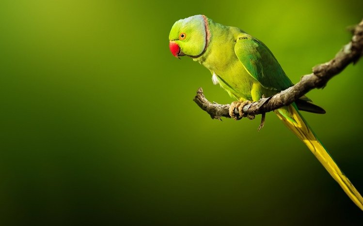 Parrot Theme screenshot #14
