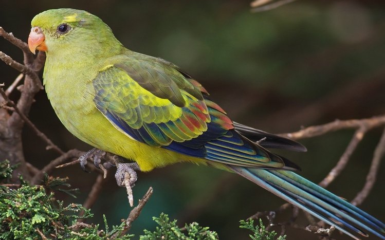 Parrot Theme screenshot #6