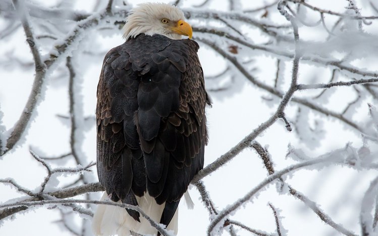 Bald Eagle Theme screenshot #12