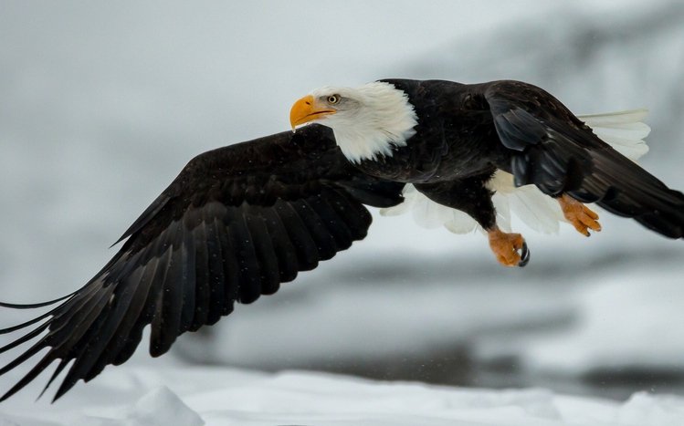 Bald Eagle Theme screenshot #6