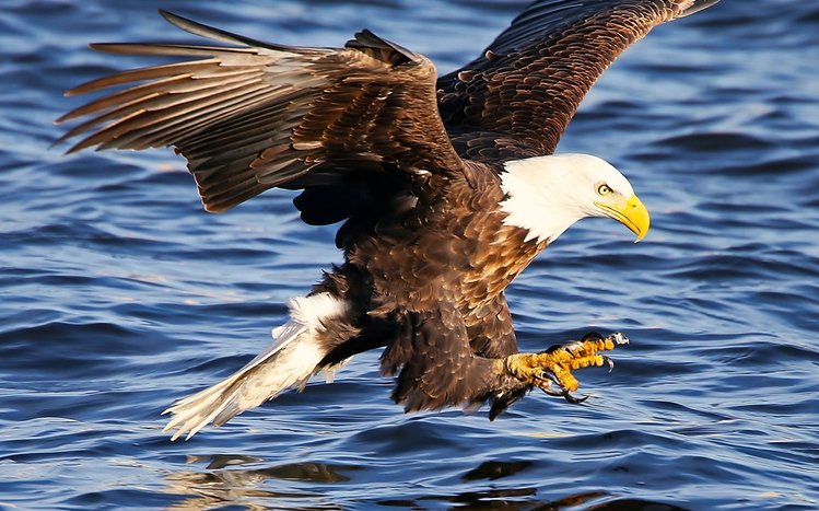 Bald Eagle Windows 11/10 Theme - themepack.me