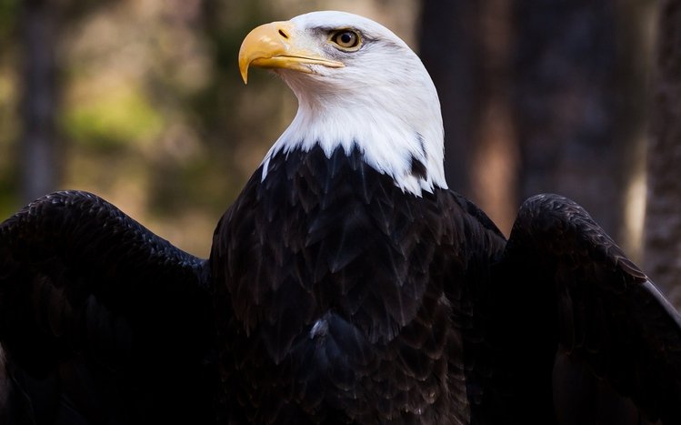 Bald Eagle Theme screenshot #9