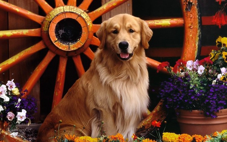 Chủ đề Windows 11/10 với chó Golden Retriever là một cách tuyệt vời để cá nhân hóa thiết bị của bạn. Với hình nền, màn hình khóa và hình ảnh hình nền, chủ đề chó Golden Retriever sẽ mang lại cho bạn một trải nghiệm đáng nhớ. Hãy khám phá ngay để tìm thấy chủ đề ưa thích của bạn.