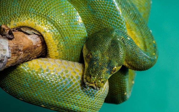 Python Theme screenshot #8