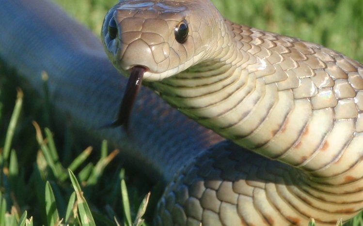 Python Theme screenshot #4