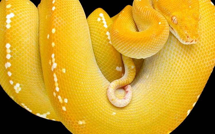 Python Theme screenshot #1