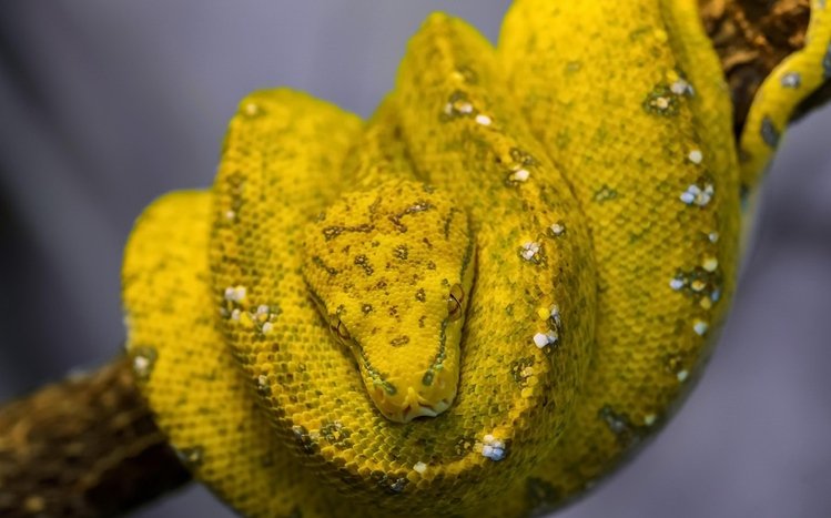 Python Theme screenshot #14