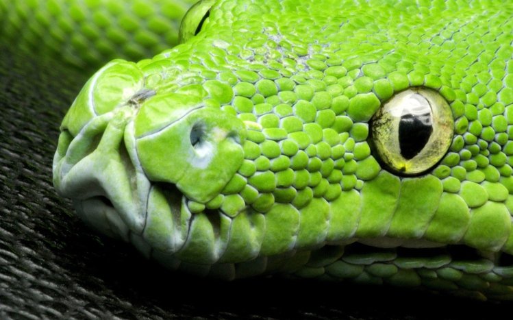 Python Theme screenshot #6