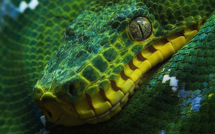 Python Theme screenshot #12