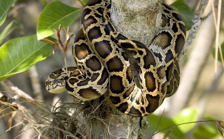 Python Theme screenshot #11