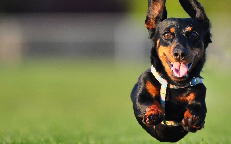 Dachshund Theme screenshot #2