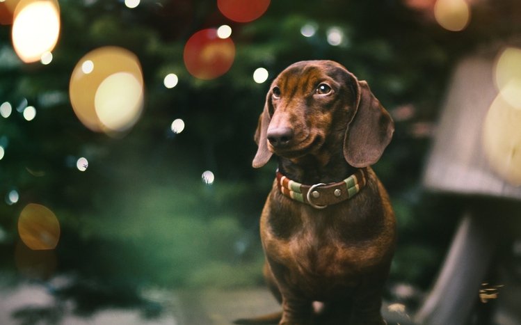 Dachshund Theme screenshot #12