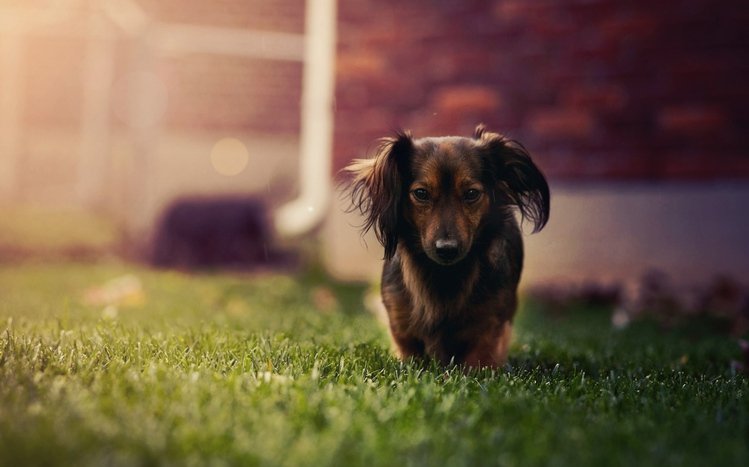 Dachshund Theme screenshot #3