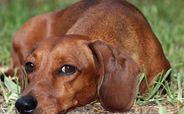 Dachshund Theme screenshot #4