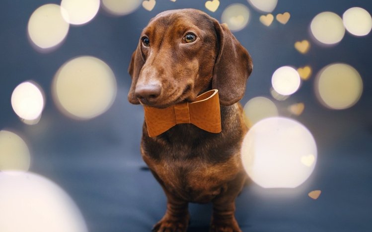 Dachshund Theme screenshot #11