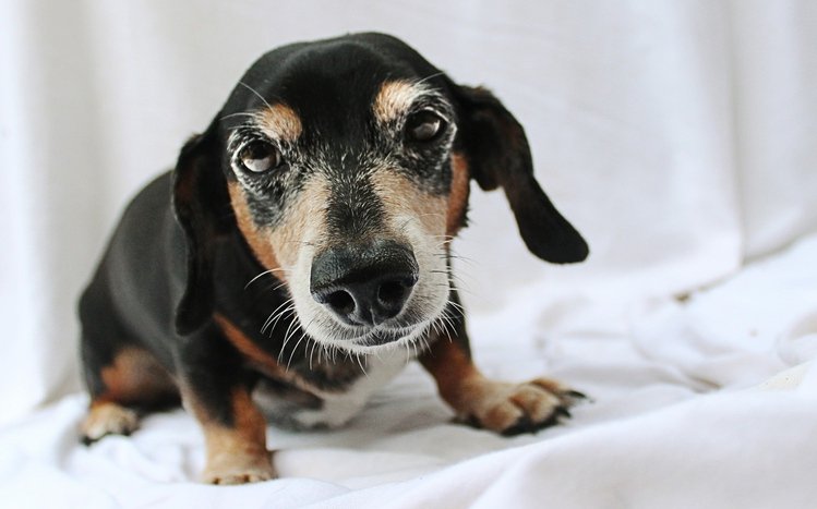 Dachshund Theme screenshot #9