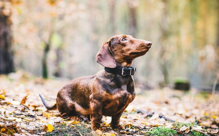 Dachshund Theme screenshot #7