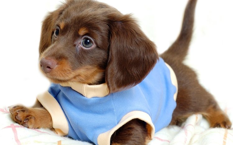 Dachshund Theme screenshot #1