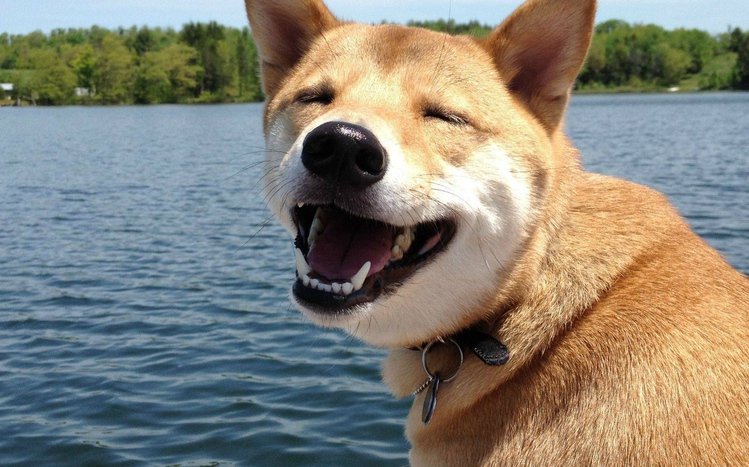 Shiba Inu Theme screenshot #6