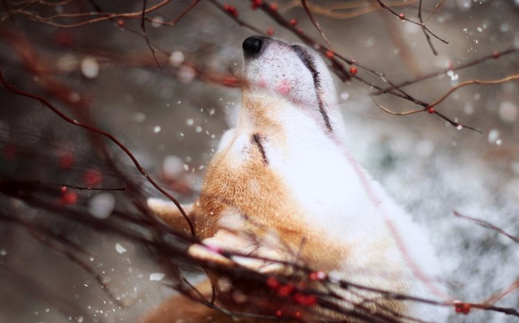 Shiba Inu Theme screenshot #9