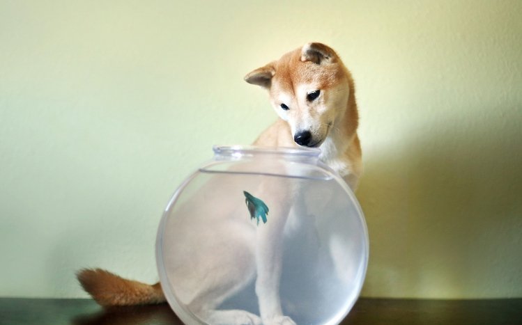 Shiba Inu Theme screenshot #10