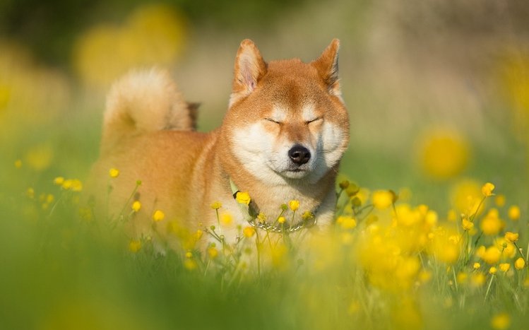 Shiba Inu Theme screenshot #13