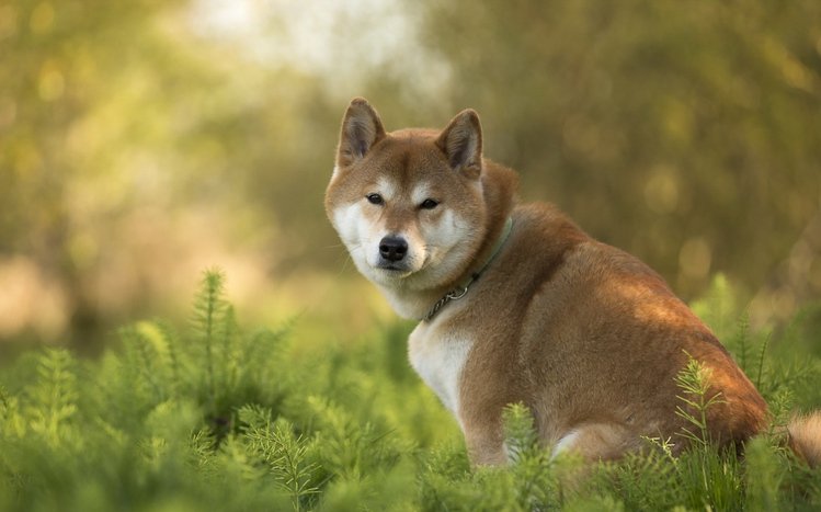 Shiba Inu Theme screenshot #7