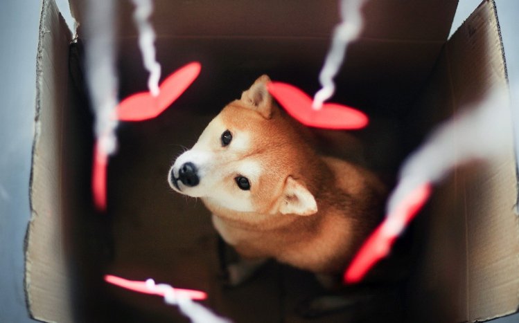 Shiba Inu Theme screenshot #12