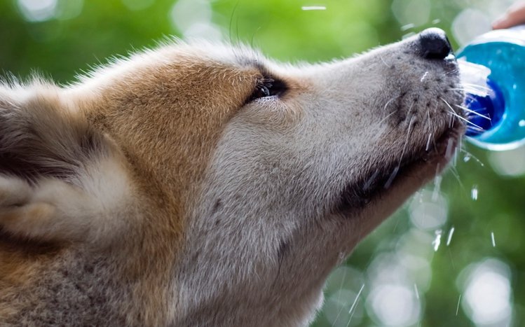 Shiba Inu Theme screenshot #5