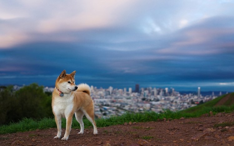 Shiba Inu Theme screenshot #3
