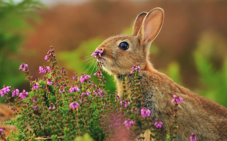 Rabbit Theme screenshot #4