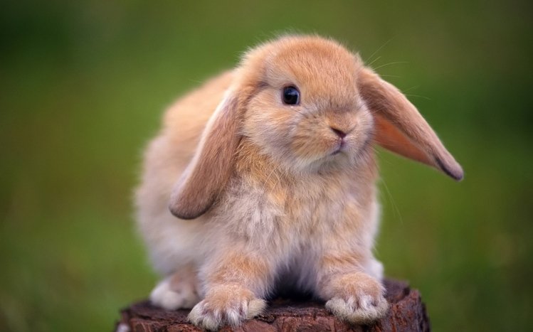 Rabbit Theme screenshot #5