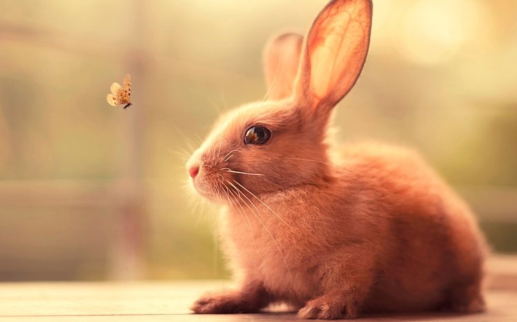 Rabbit Wallpaper - iXpap | Cute animals, Rabbit wallpaper, Cute bunny  pictures