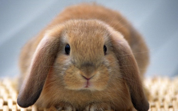 Rabbit Theme screenshot #7