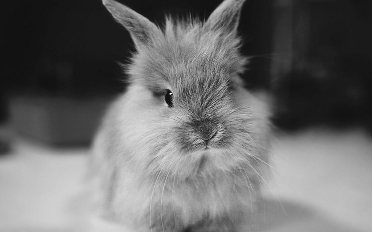 Rabbit Theme screenshot #11