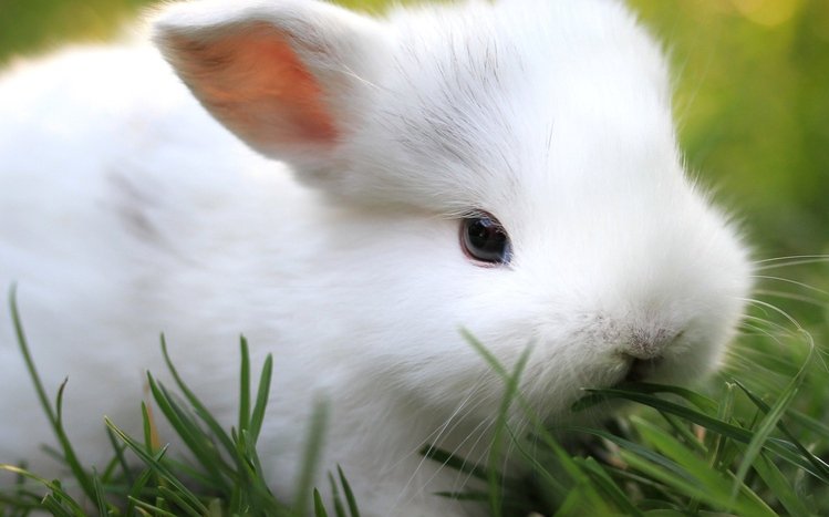 Rabbit Theme screenshot #2