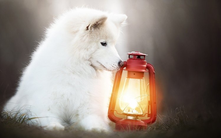 Samoyed Theme screenshot #14