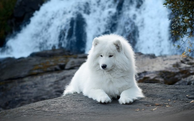 Samoyed Theme screenshot #9