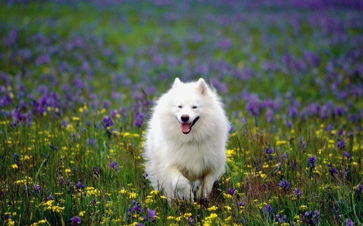 Samoyed Theme screenshot #1