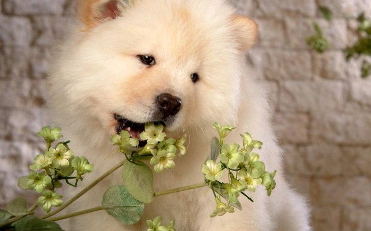Samoyed Theme screenshot #4