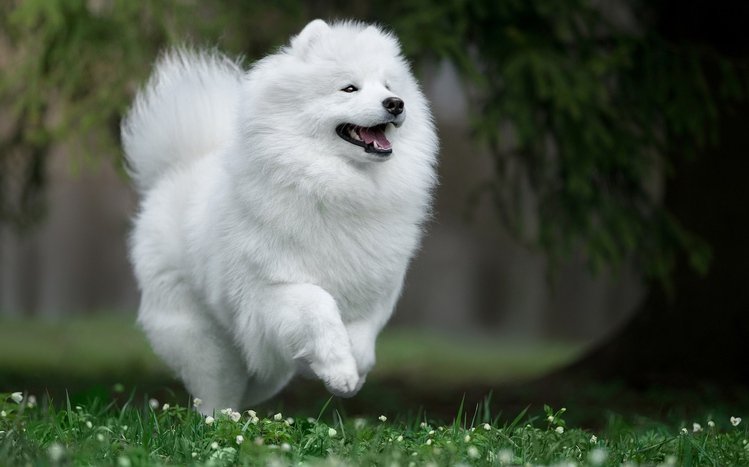 Samoyed Windows 11/10 Theme - themepack.me