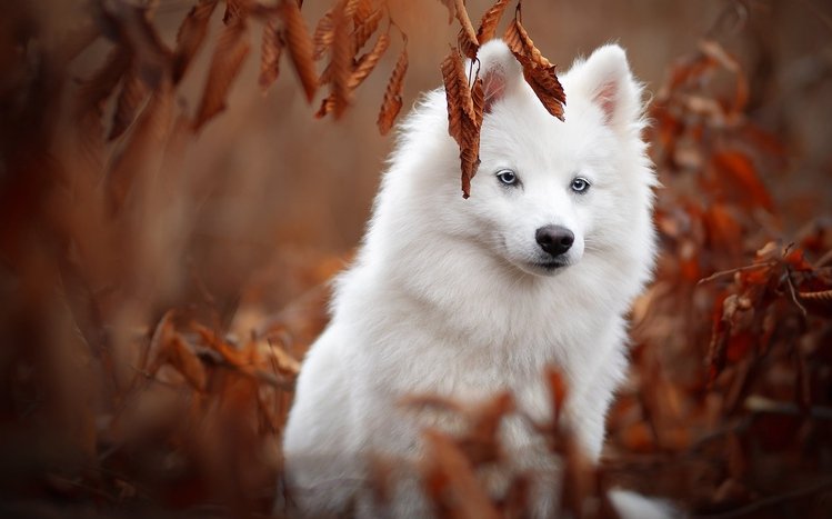 Samoyed Theme screenshot #15