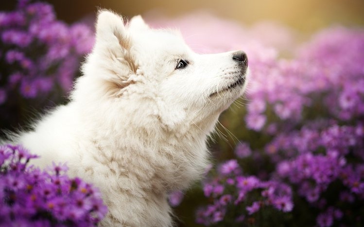 Samoyed Theme screenshot #7