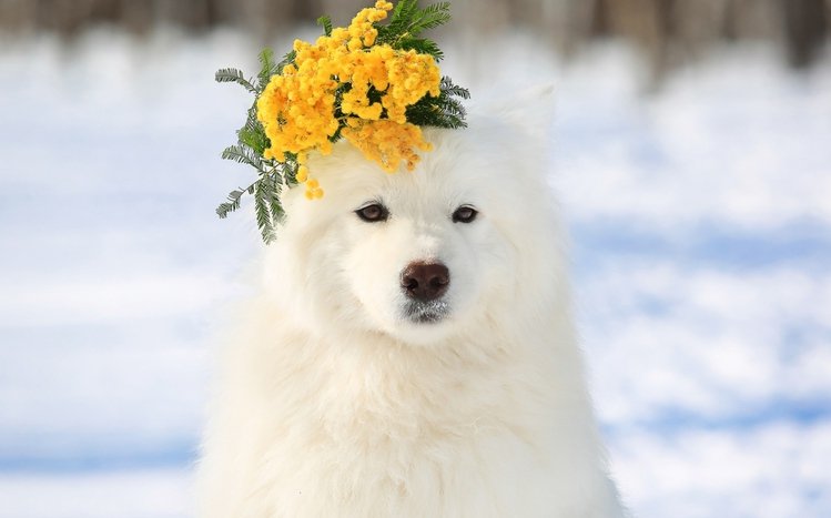 Samoyed Theme screenshot #11