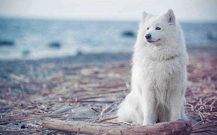 Samoyed Theme screenshot #5