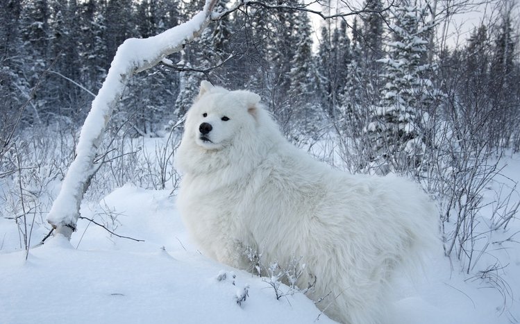 Samoyed Theme screenshot #2