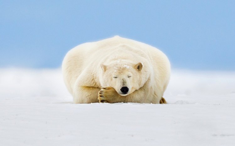Polar Bear Theme screenshot #8