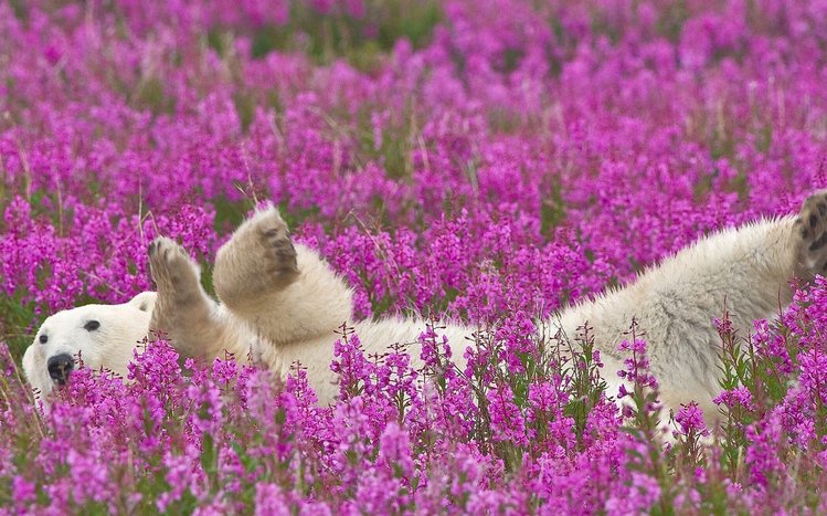 Polar Bear Theme screenshot #4