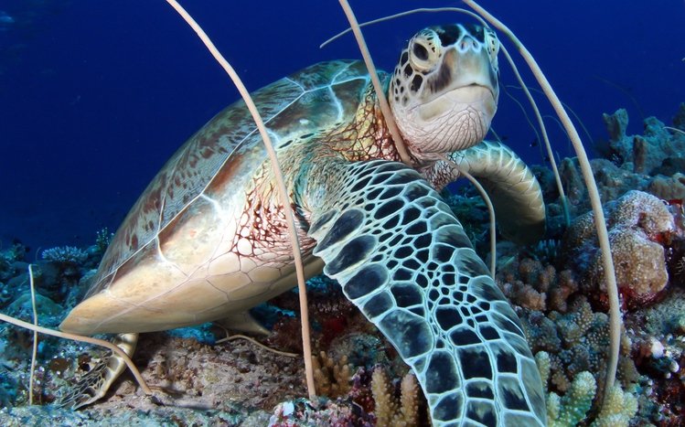 Sea Turtle Theme screenshot #10