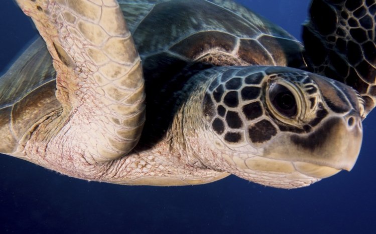 Sea Turtle Theme screenshot #13